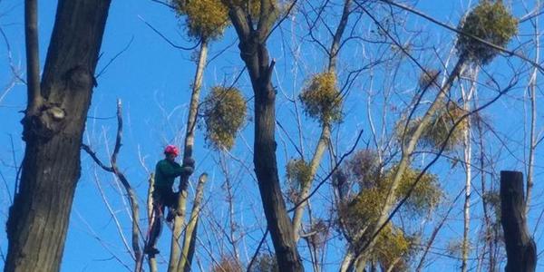 Дерева Подільського району рятують від шкідливої рослини