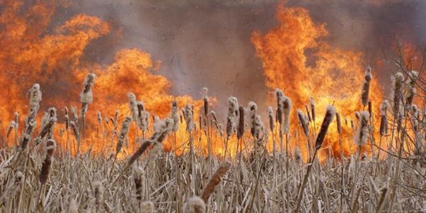 Киян попередили аби не палили суху траву разом із зайчатами, комахами, ящірками 