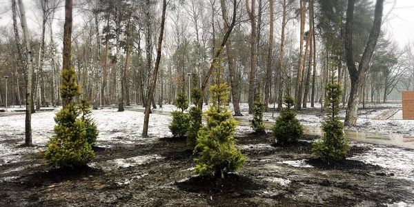 «Родичів» найвищих у світі дерев висадили в парку  Перемога