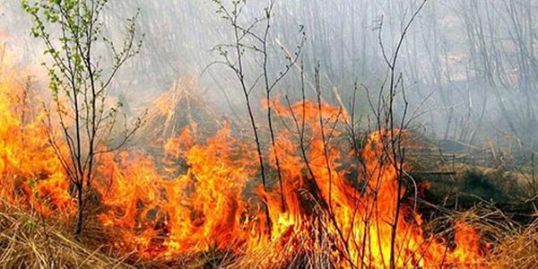 Киян просять не палити суху траву й не знищувати живих істот