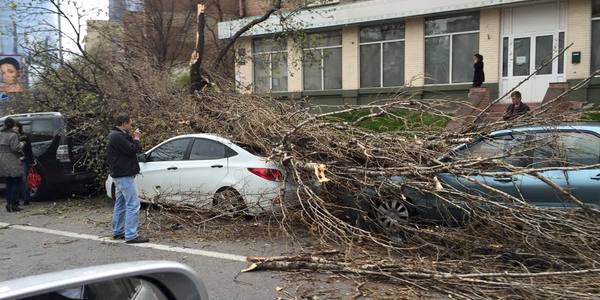 Після небезпечного буревію в Києві перевіряють усі дерева