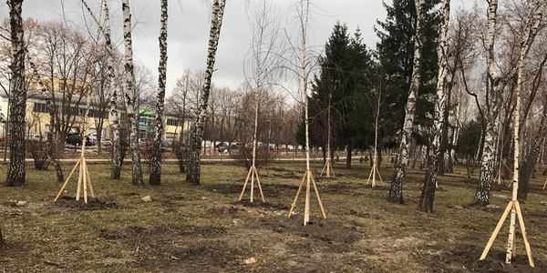 47 дерев знайшли домівку в столичному парку