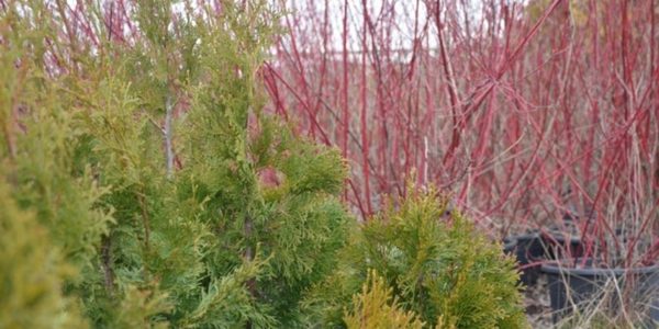 Які дерева й рідкісні рослини вирощують для Києва на Теремках