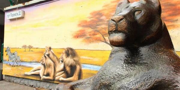 Для скульптури левів та бізона у Київському зоопарку знайдуть нове місце