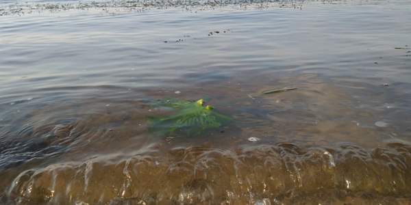 Всесвітній день води Укрпошта відзначила спеціальним конвертом