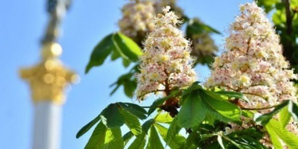 Верховна Рада вступилася за каштани на Хрещатику