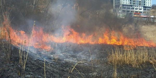 Атака на Совські ставки: кому вигідна пожежа на екологічній зоні столиці