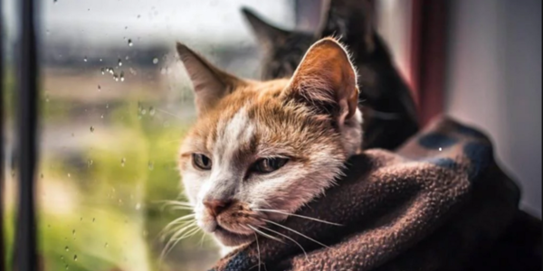 Не забудьте парасольку: синоптик розповіла про погоду