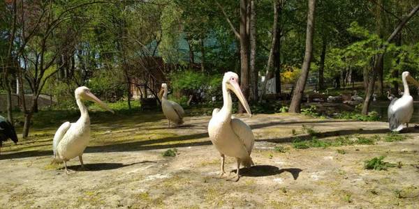 У «Київзоо» створили складну систему очищення води у ставках: як вона працює
