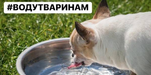 Воду тваринам: столичні кафе та магазини приєднуються до флешмобу