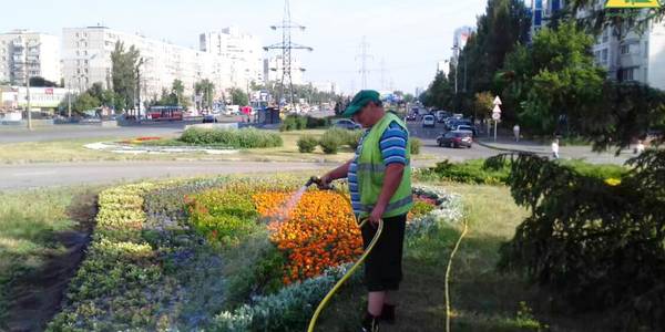 Дерева у столиці поливають щодня за змінним графіком