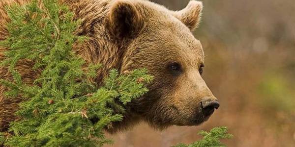 Вчені з'ясовують, звідки у Чорнобильський заповідник прийшли ведмеді