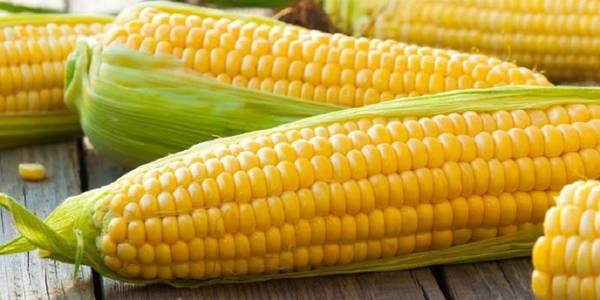 Тролейбуси поїдуть іншим маршрутом через кукурудзу та кавуни