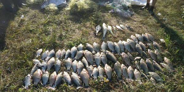 Під Києвом спіймали браконьєрів із 70-ма карасями