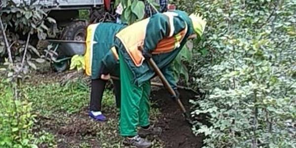 У Маріїнському парку висаджують буки