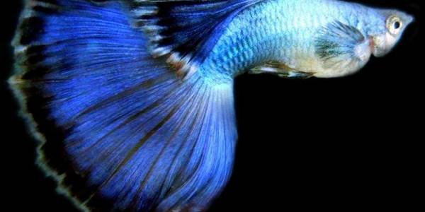 У Києві триває чемпіонат акваріумних рибок