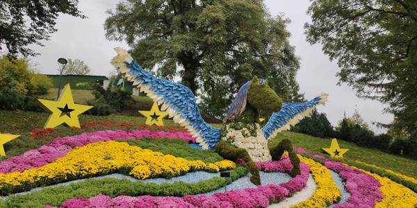 Квіткові зірки: у Києві стартував фестиваль хризантем