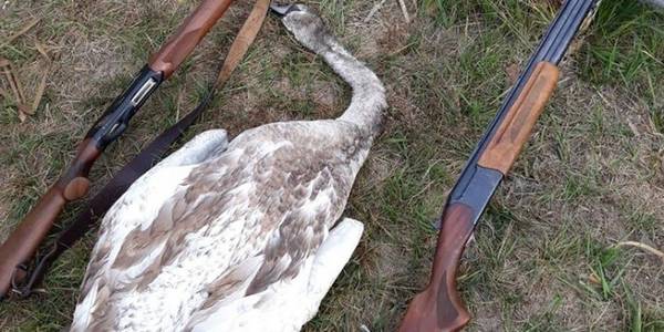 Під Києвом спіймали браконьєрів із сітками та вбитим лебедем