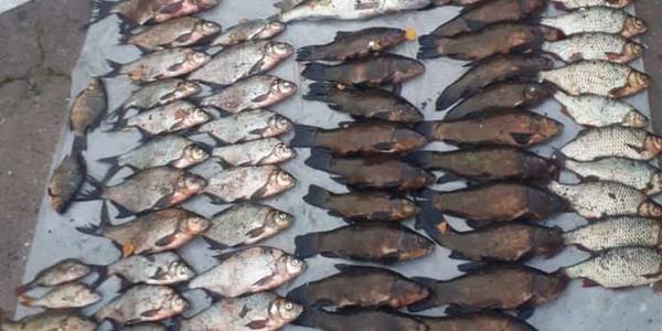 Під Києвом спіймали браконьєра із 18 сітками та 77 кг риби