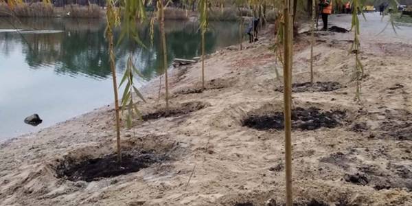 Береги столичних водойм укріплюють високими вербами