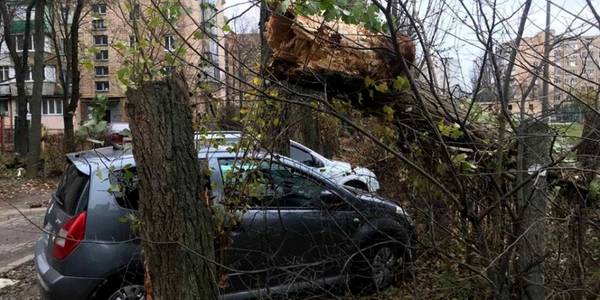 У Київзеленбуді нагадали, хто прибере повалені негодою дерева