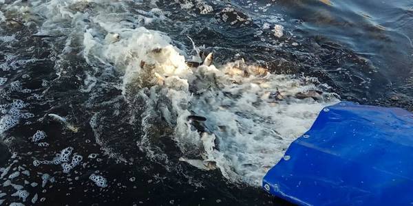 До Київського водосховища випустили майже 1,5 тонни риби