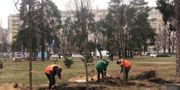 У Дніпровському районі висадили 30 великих горобин
