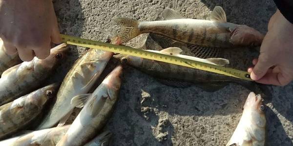 На водоймах у межах Києва виловлюють браконьєрів