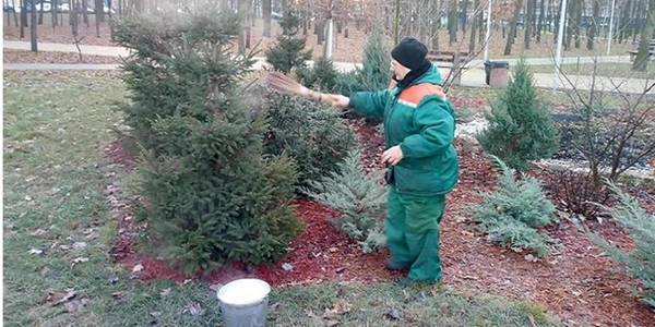 Ялинки Дніпровського району обробляють смердючою рідиною