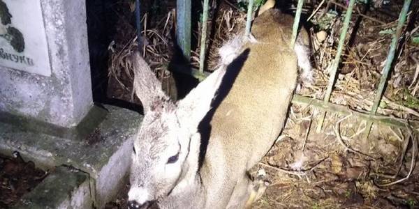 Під Києвом на кладовищі врятували косулю