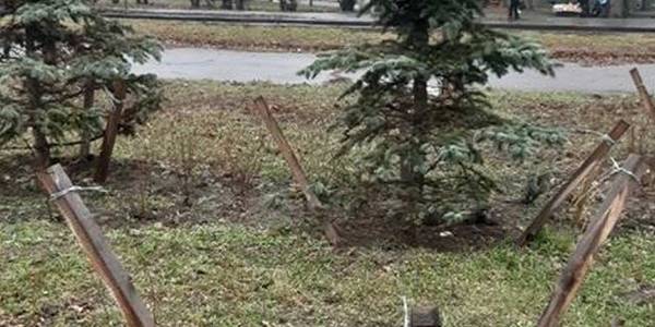 Мінус блакитна ялинка: на Нивках вкрали дерево