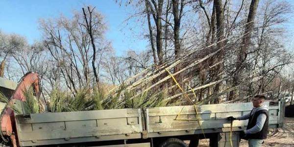 На Куренівці у старому парку висадили сотні нових рослин