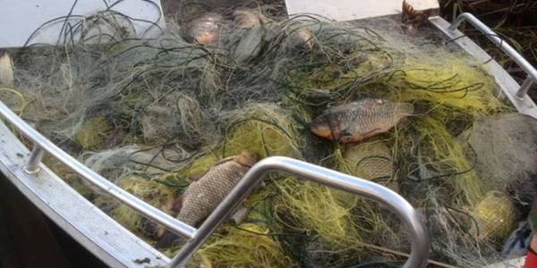 У Чорнобильській зоні врятували щук із карасями