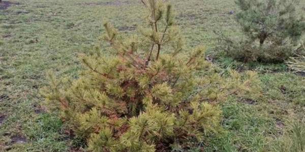 У Солом’янському районі вирубали ялинки