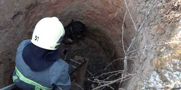 Під Києвом рятувальники витягли собаку з колодязя