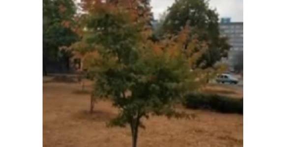 Клен у вигляді серця вкрали у Києві 