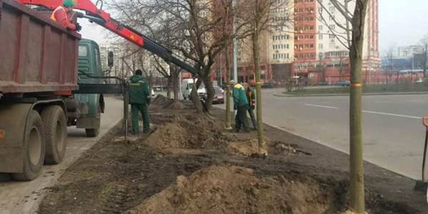 На Березняках знову висадили сріблясті клени