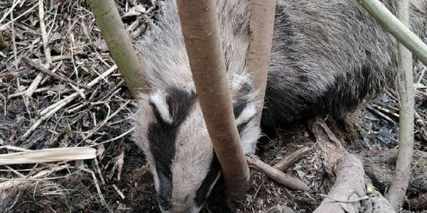 На Оболоні дістали борсука з петлі