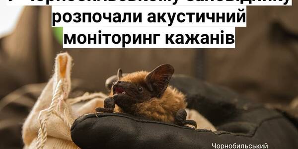 У Чорнобильському заповіднику записують голоси кажанів