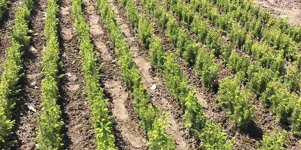 У Києві проросли перші ялинки