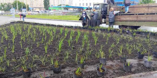У Голосієві висадили химерні злаки