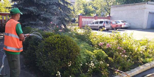 У Київраді пояснили, хто відповідає за полив дерев у місті