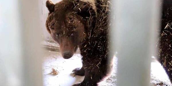 У Міністерстві юстиції віддають конфіскованих ведмедів