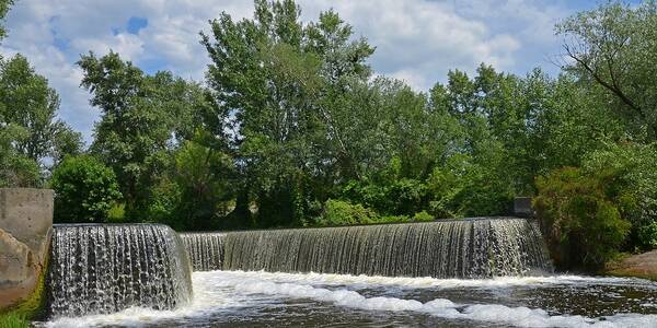 У київському урочищі пройшла експедиція за орхідеями