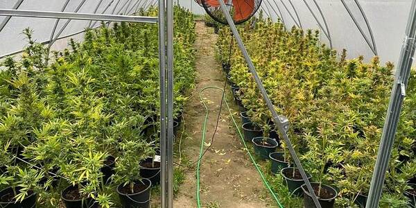 У Києві затримали власника 440 кущів коноплі