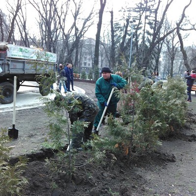 Висадили 520 декоративних кущів 