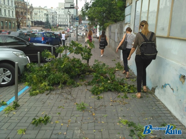 Негода також обвалила дерева