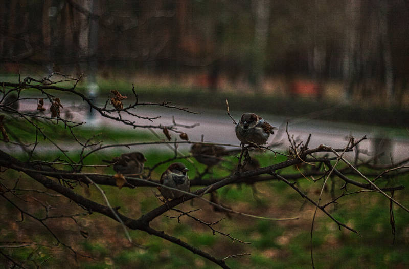 Фото: Ярослав Дебелий.