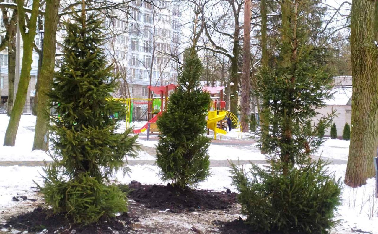 П’ять ялин з’явились у сквері на вулиці Крамского. Фото: УЗН Святошинського району