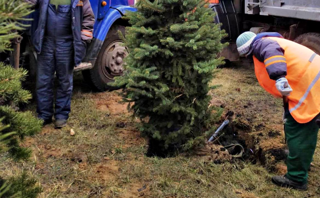 Висадка ялин. Фото КП УЗН Святошинського району